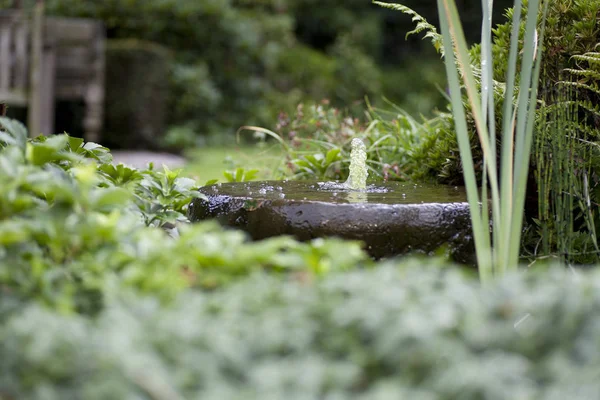 Μικρό Σιντριβάνι Μεταξύ Πρασίνου Στον Καλοκαιρινό Κήπο Ρηχά — Φωτογραφία Αρχείου