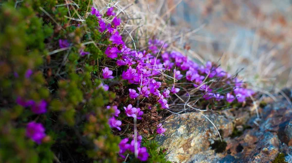 Fleurs Violettes Début Après Midi — Photo