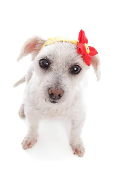 Petit Chien Blanc Portant Bandana Imprimé Jaune Avec Une Décoration — Photo