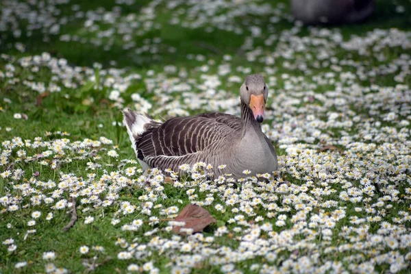 Duck Daisies Fota Wildlife Park Cobh County Cork Ireland — Stock Photo, Image