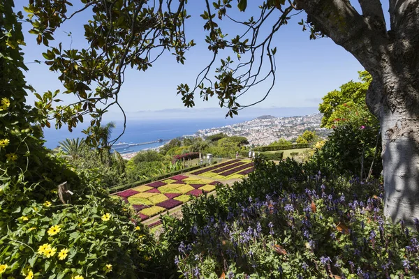 Jardins Botaniques Tropicaux Célèbres Funchal Île Madère Portugal — Photo