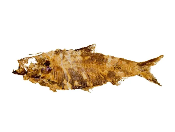 Макроизображение Окаменелости Рыбы Knightia Alta Происходящее Формации Грин Ривер Вайоминге — стоковое фото