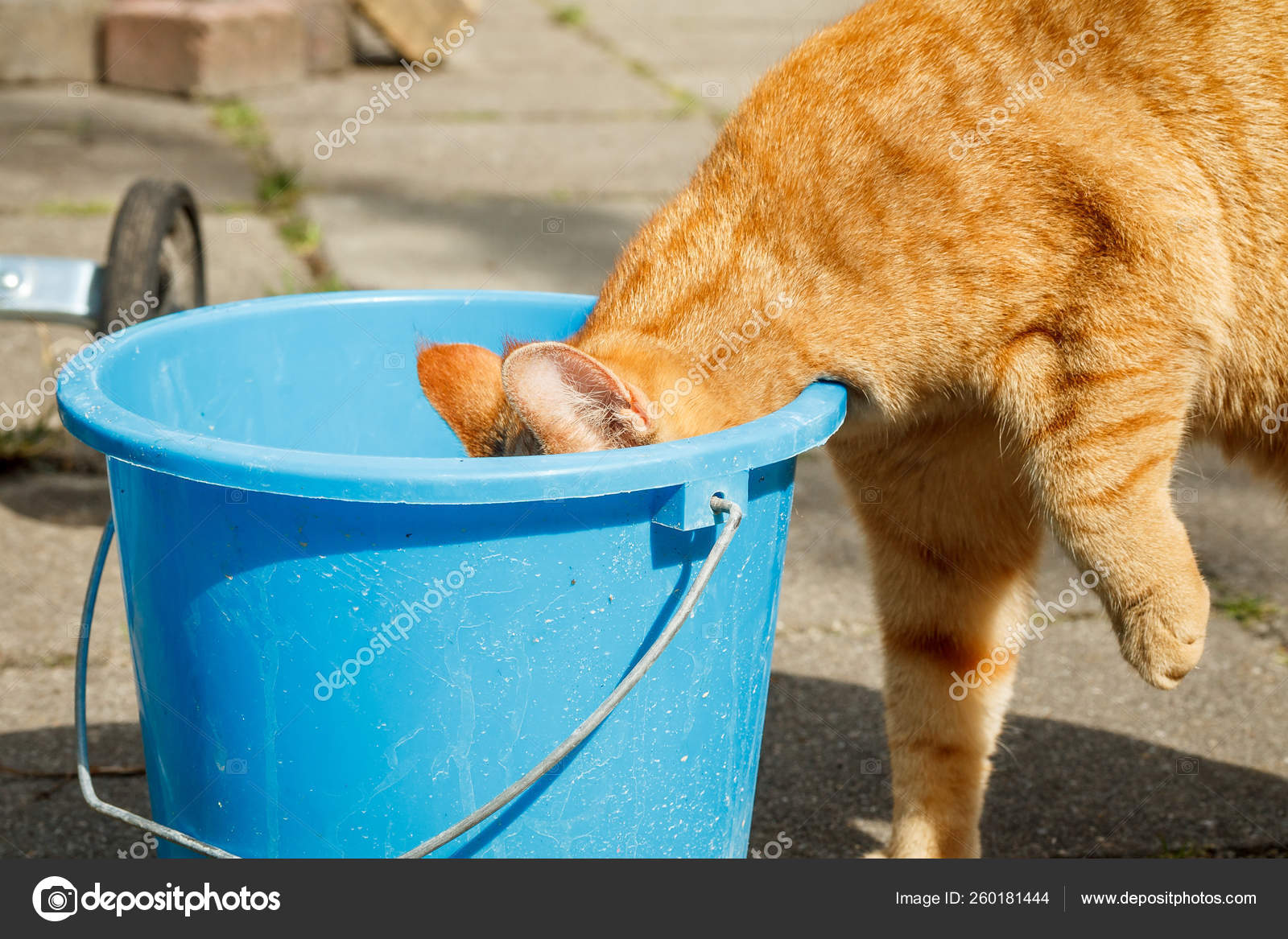 Incroyable Comment Les Chats Vont Chercher Eau Partout Ils Peuvent Image Libre De Droit Par Yayimages C