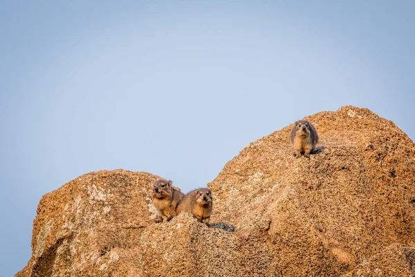 Beberapa Hyrax Rock Berjemur Bawah Sinar Matahari Taman Nasional Pilanesberg — Stok Foto