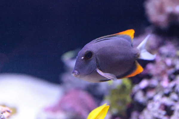 Tomini Tang Fish Ctenochaetus Tominiensis Coral Reef — Stock Photo, Image