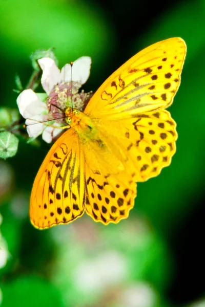 Ezüstözött Fritilary Pillangó Szeder Virág Mutatja Upperwings — Stock Fotó