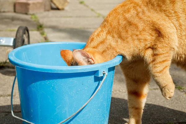 Amazing how cats go about getting water wherever they can