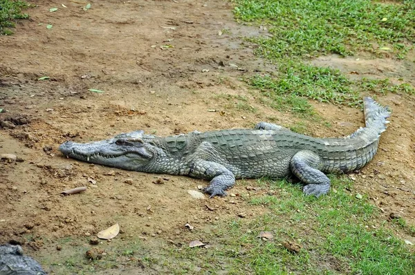 Krokodil Egy Farmon Thaiföld — Stock Fotó