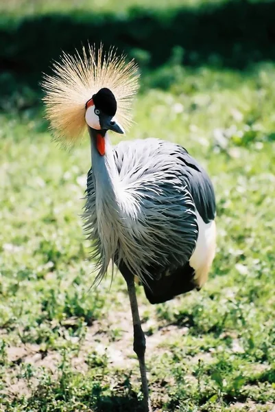 Una Grúa Gris Coronada Balearica Regulorum Pie Sobre Una Pierna — Foto de Stock