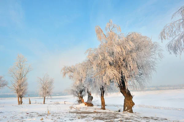 Frostiga Vinter Träd Nära Donau — Stockfoto