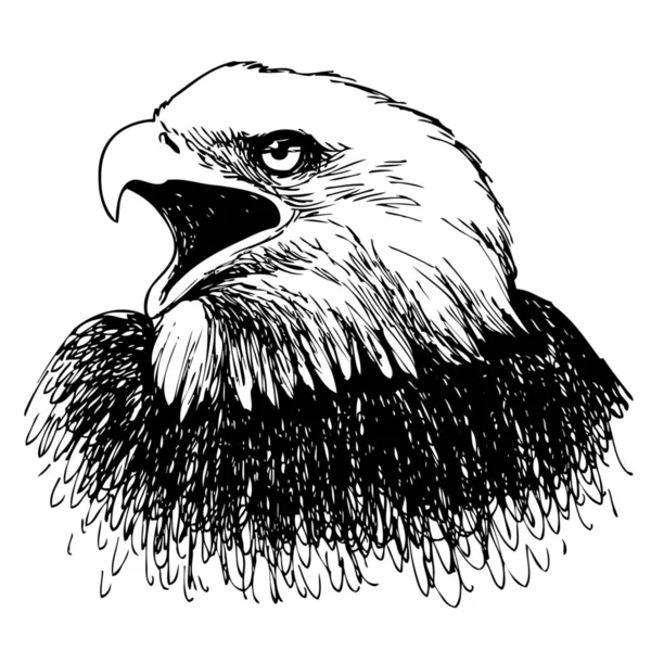 Águila Blanca Negra Dibujada Mano Sobre Fondo Blanco — Foto de Stock