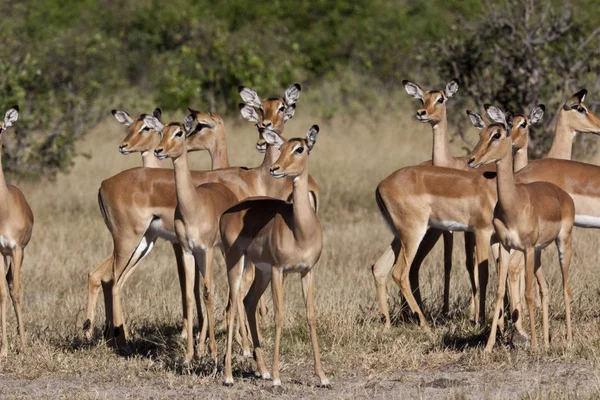 Skupina Žen Impala Aepyceros Melampus Melampus Oblasti Savuti Botswana — Stock fotografie