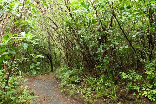 ニュージーランドのトンガリロ国立公園 — ストック写真