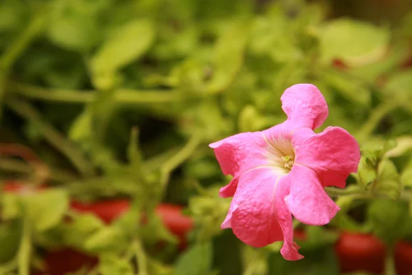 Kvetoucí Petunie Blízko Listů — Stock fotografie