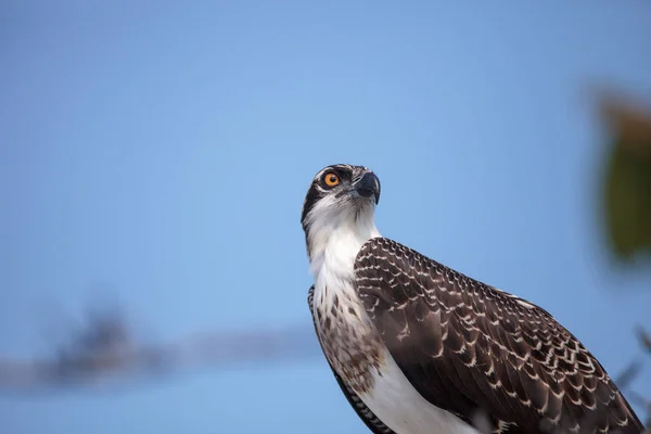 Orlovec Říční Dravec Pandion Haliaetus Bidla Stromě Škeble Předat Naples — Stock fotografie