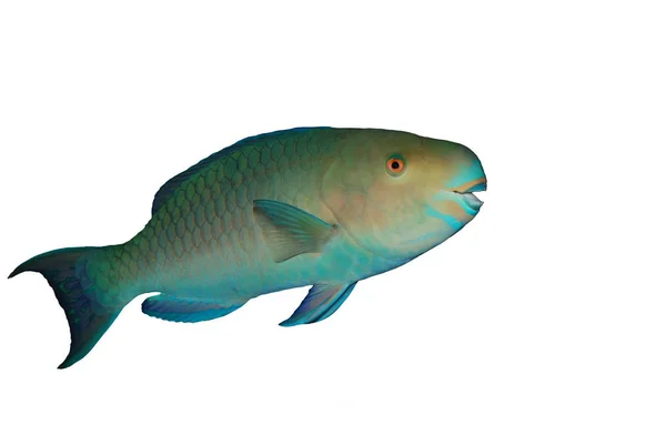 Röda Havet Steephead Papegoja Fisk Isolerad Över Vitt — Stockfoto