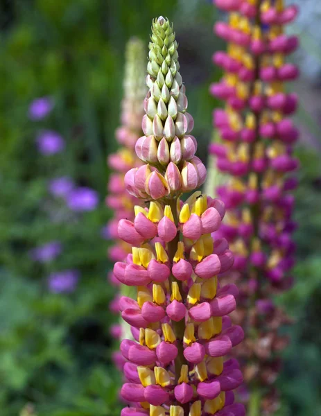 Lupins Jarní Zahradě — Stock fotografie