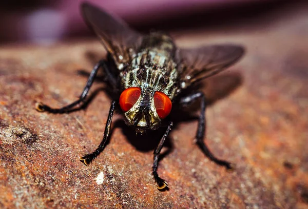 Une Maison Voler Portrait Gros Plan Dans Macro Sauvage — Photo