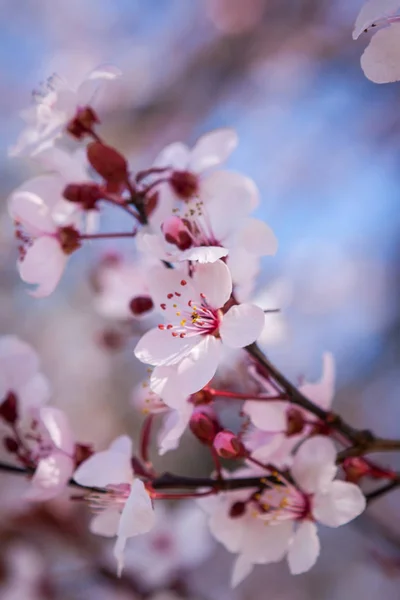 Szép Rózsaszín Tavaszi Virága Ágon Egy Sakura Vagy Japán Virágzó — Stock Fotó