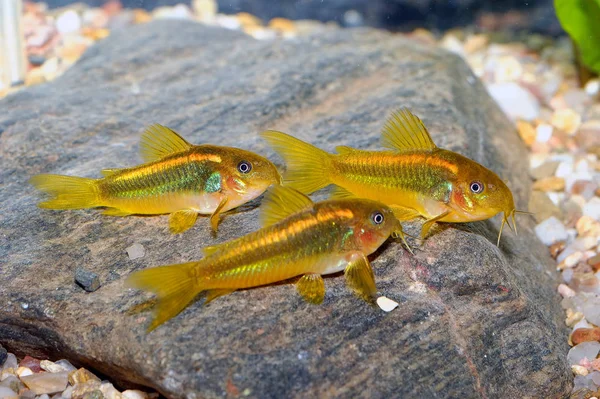 Corydoras Fish Bottom Aquarium — Stock Photo, Image