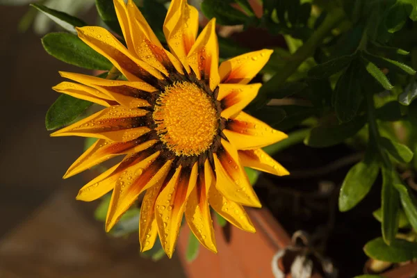 Beautiful Gazania Flower Rain — Stock Photo, Image