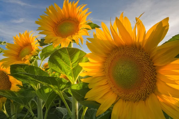 Zon Bloemen Koesteren Zon Een Boerderij Davis California — Stockfoto