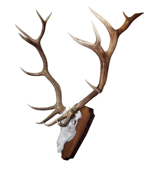 Point Mounted Stag Horns Isolated Clipping Path — Stock Photo, Image