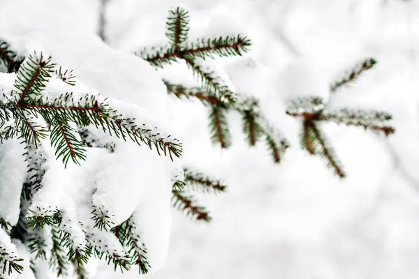 Abeto Verde Cubierto Nieve Espesa — Foto de Stock