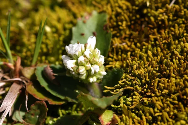 Saxifrage Saxifraga Virginiensis Fleur Sur Mousse Matin Soleil — Photo