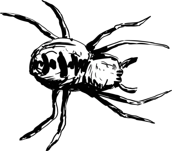 Κάτοψη Διάρθρωσης Σκίτσο Του Κήπο Αράχνη Πάνω Από Λευκό Φόντο — Φωτογραφία Αρχείου