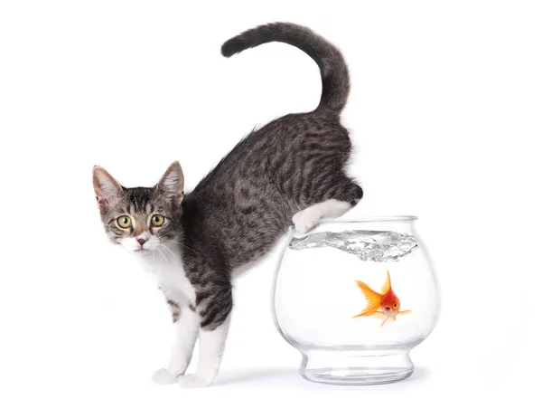 Gatinho Aquário Com Chocado Goldfish Água — Fotografia de Stock