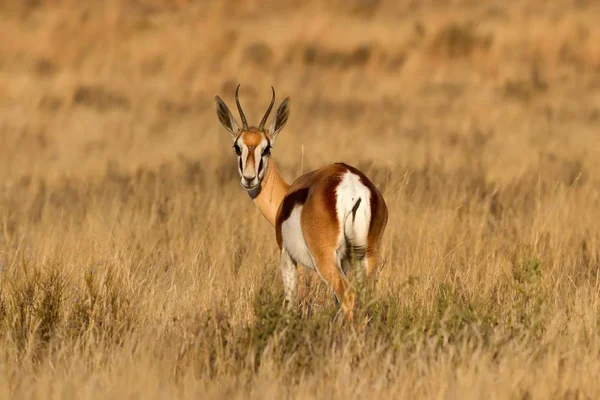 Masculino Springbuck Olhando Para Trás Nas Planícies Grama Africano — Fotografia de Stock