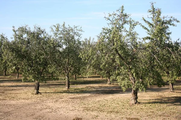 Grande Arvoredo Amendoeiras Fundo Natural — Fotografia de Stock