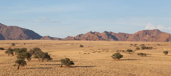 Paisagem Deserto Com Gramíneas Dunas Areia Vermelha Uma Árvore Acácia — Fotografia de Stock
