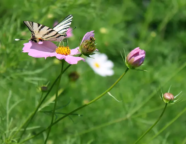 Vlinder Schaars Swallowtail Bloem Kosmos — Stockfoto