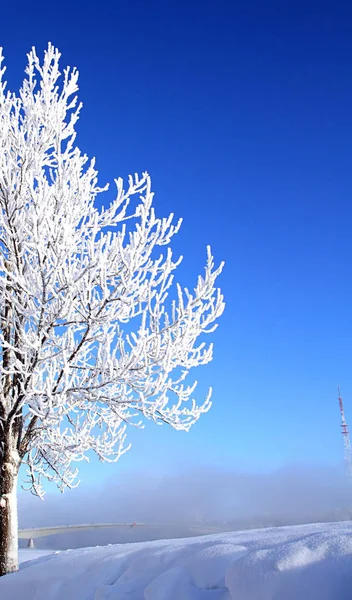 Vue Panoramique Bel Arbre Dans Neige — Photo