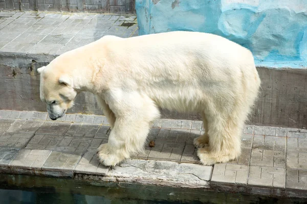 동물원에 북극곰 — 스톡 사진