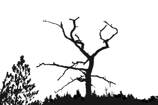 Σιλουέτα Ξηρό Δέντρο Λευκό — Φωτογραφία Αρχείου