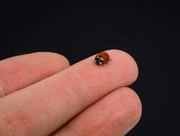 Coccinella Camminare Sul Dito Medio Isolato Verso Sfondo Nero — Foto Stock