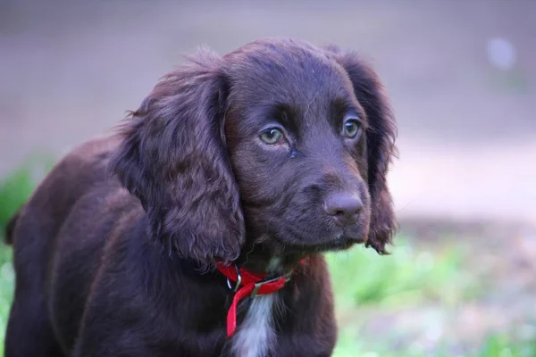 Çok Tatlı Bir Karaciğer Cocker Spaniel Evcil Silah Köpeği — Stok fotoğraf