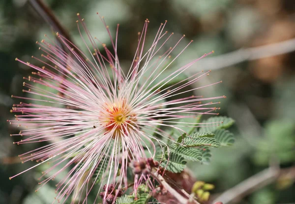 Sval Ser Öken Blomma Makro Skott Med Canon 30D — Stockfoto