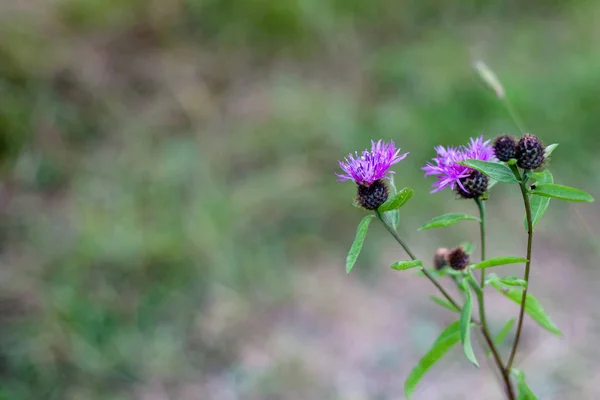Flores Púrpuras Hierba — Foto de Stock