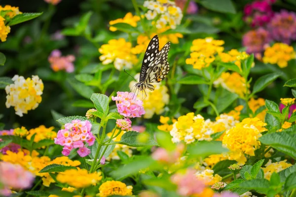 Mariposa Sobre Flor Blur Fondo Flor — Foto de Stock