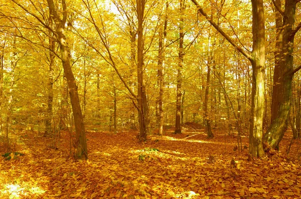 Misteriosa Floresta Outono Dia Ensolarado Brilhante — Fotografia de Stock