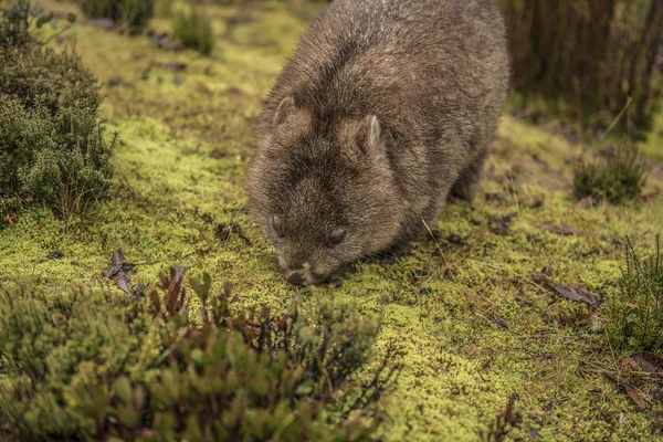 Μεγάλο Αξιολάτρευτο Wombat Κατά Διάρκεια Της Ημέρας Αναζητούν Χλόη Για — Φωτογραφία Αρχείου