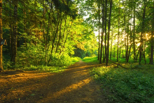 Сонячні Промені Світанку Зеленому Лісі — стокове фото