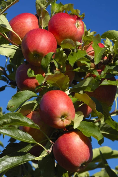 Βάρια Μιας Μήλου Στα Τέλη Του Καλοκαιριού Φορτωμένα Πλούσια Κόκκινα — Φωτογραφία Αρχείου