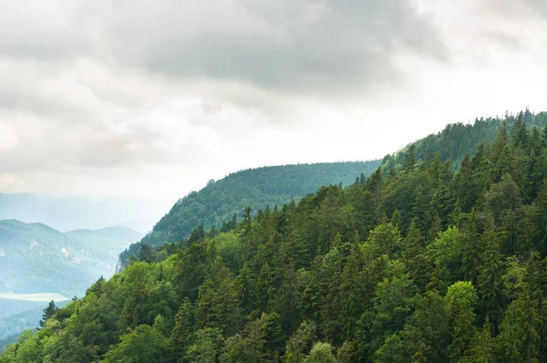 Misty Mountain Forest Slopes — Stock Photo, Image