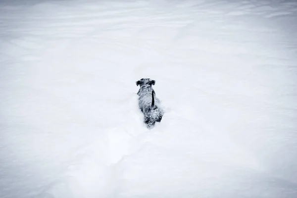 可爱的狗小狗在外面玩的非常深雪中 — 图库照片