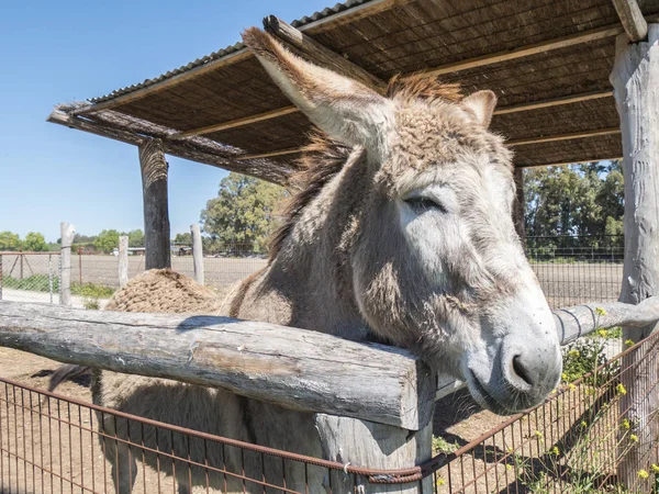 Burro Una Granja — Foto de Stock